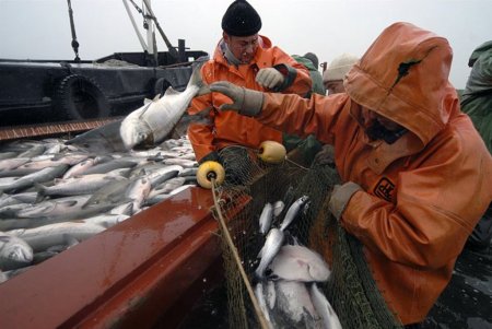 Лососевая путина на Сахалине и Курилах набирает обороты