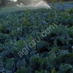 Салат Айсберг оптом.