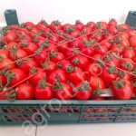 Томат коктейль