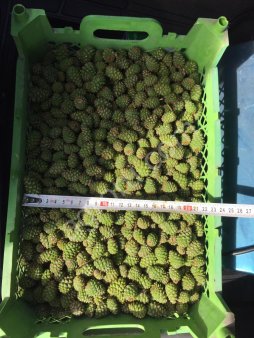 Сосновые шишки 1.5-2.5см