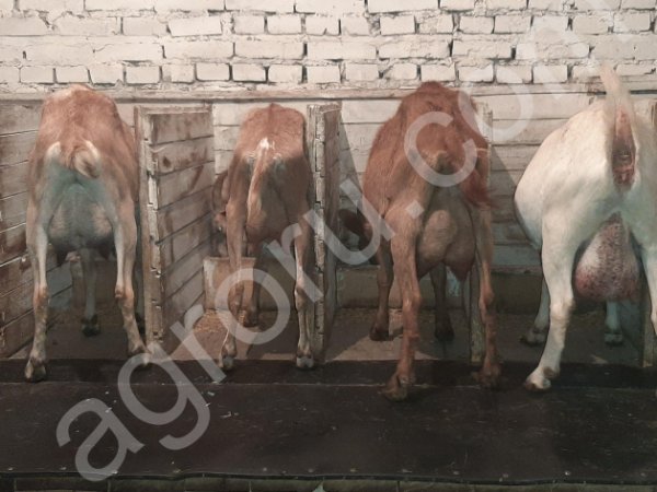 ДОЙНЫЕ КОЗЫ