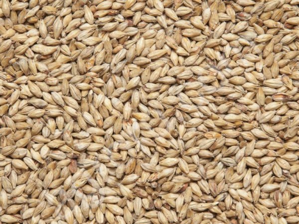 Ячмень в мешках