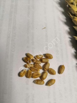 Семена безостой озимой пшеницы сорта Синева