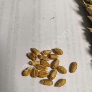 Семена безостой озимой пшеницы сорта Синева