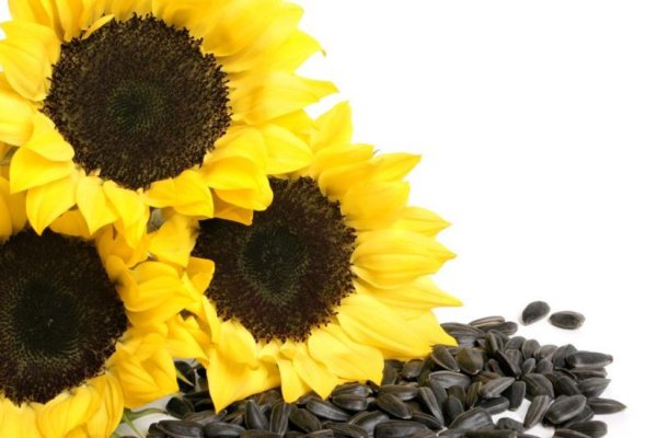 Остатки масличные рекордные, подсолнечника – околорекордные