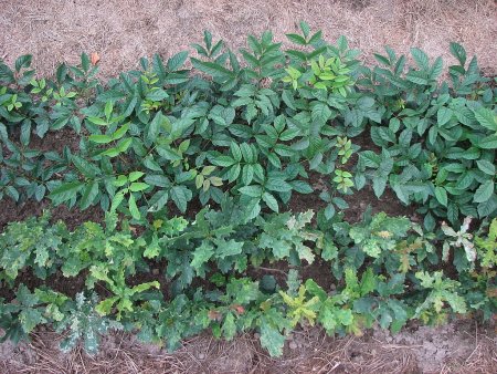 В текущем году дагестанские садоводы собрали около 96 тысяч тонн плодов