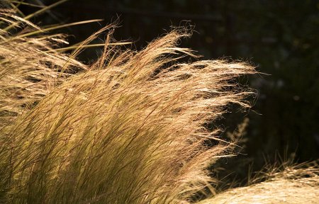 В случае дальнейшего похолодания в Мордовии начнут вымерзать озимые
