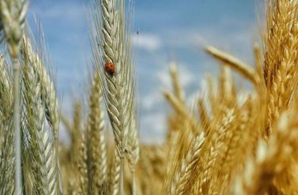 Воронежские аграрии собрали третий миллион тонн зерна