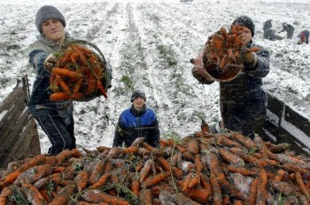 Свердловские чиновники погубили урожай?