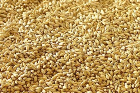 Нехватка пивоваренного ячменя в Европе