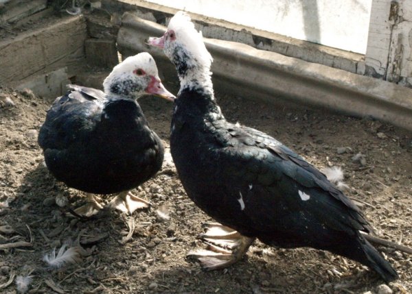 Как бороться с пухопероедом