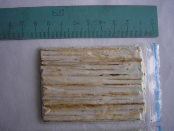 Мицелий на древесных палочках