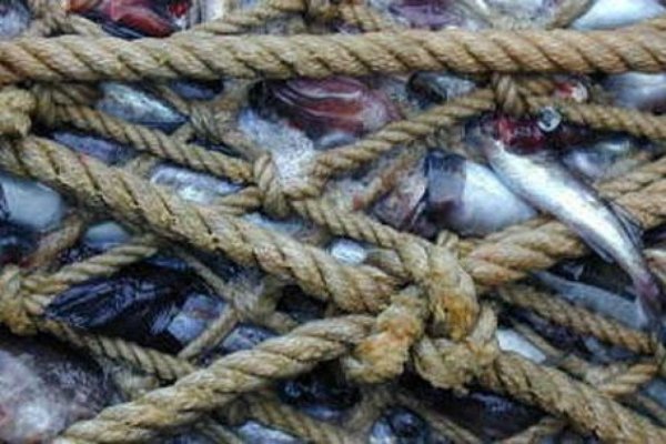 Рыбная падчерица правительства