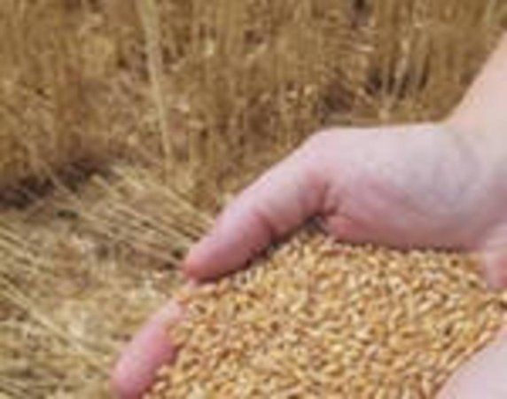 Объемы закупок Азербайджаном зерна из Казахстана не ограничены