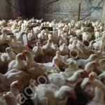 Кура-Бройлер