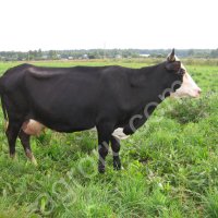 Нетели ярославской породы