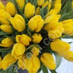 Тюльпаны оптом от производителя