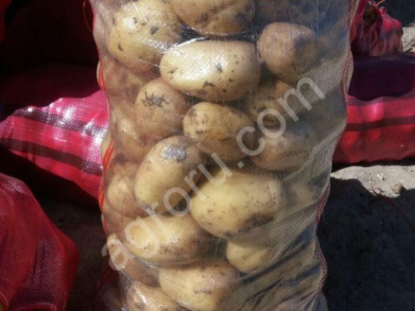 Картофель продовольственный