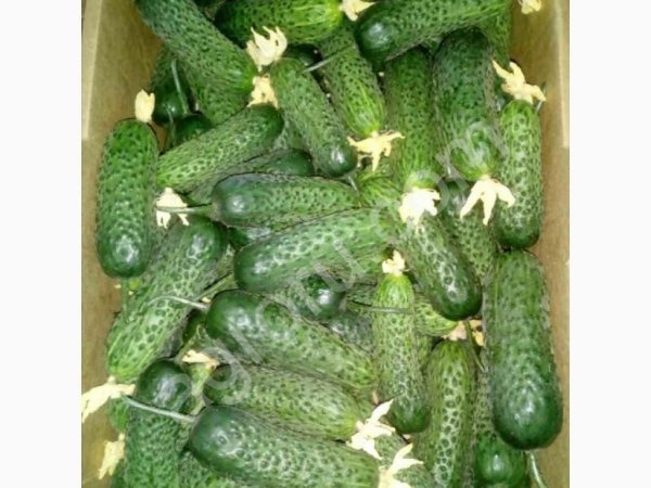 Огурец короткоплодный