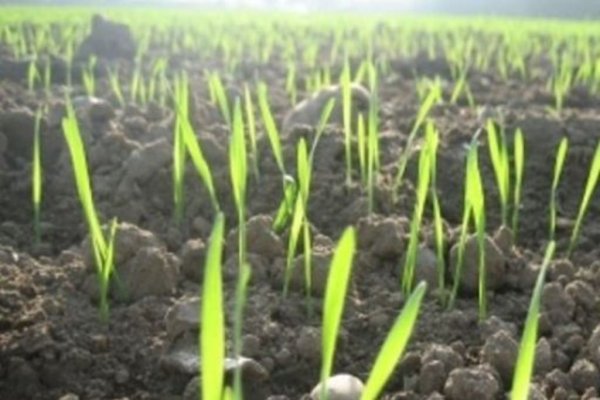 Озимые зерновые в Украине