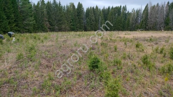 компенсационное лесовосстановление