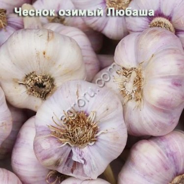 Чеснок