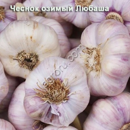 Чеснок