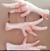 Лапки куриные на экспорт категории А