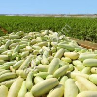 Кабачок на переработку( икру )