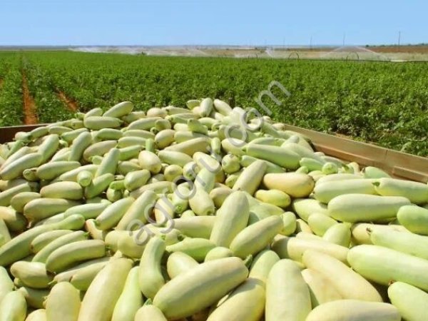 Кабачок на переработку( икру )