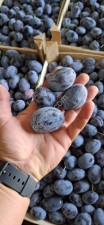 Слива Стенлей 30+ от производителя