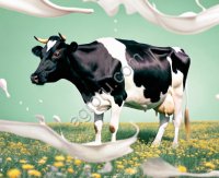 Заменитель цельного молока сухой «КапиМилк 15» для телят с 15-ти дневного возраста