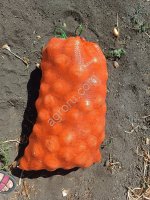 Лук сорта Кенди