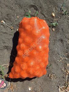 Лук сорта Кенди