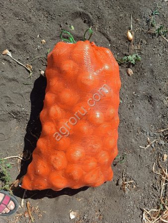 Лук сорта Кенди