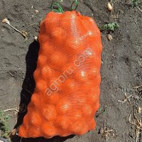 Лук сорта Кенди