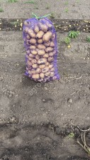 Картофель Тульской области