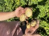 Картофель с полей Крыма