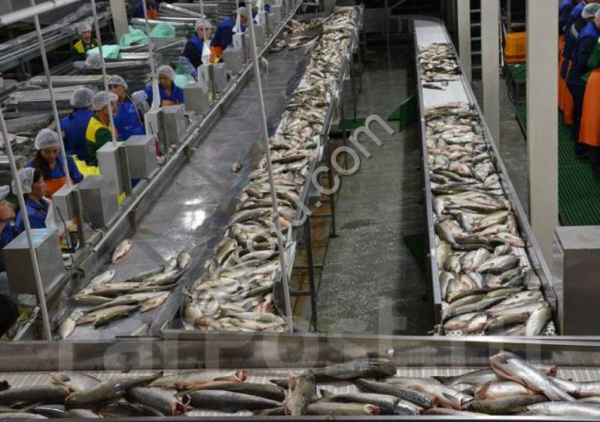 Рыбоперерабатывающего комбината в Дальневосточном федеральном округе