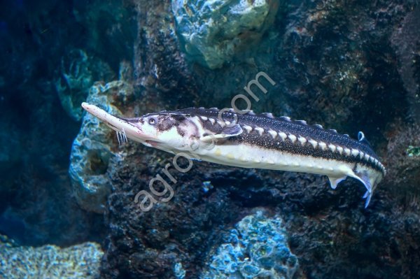 Корм для осетровых рыб Aquarex