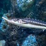 Корм для осетровых рыб Aquarex