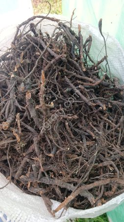 Лапчатка белая