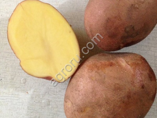 картофель чипсовый и продовольственный