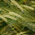 Семена Озимой Ячменя