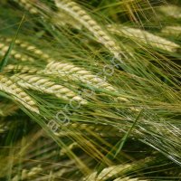 Семена Озимой Ячменя