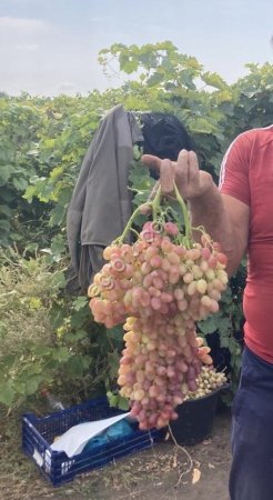 Виноград