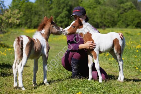 Пони-ферма продает пони.
