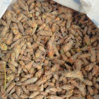 Сосновая почка