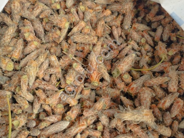 Сосновая почка