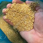 Просо желтое